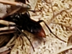Protichneumon grandis