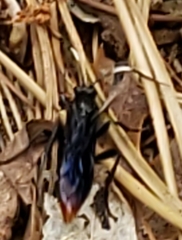 Protichneumon grandis