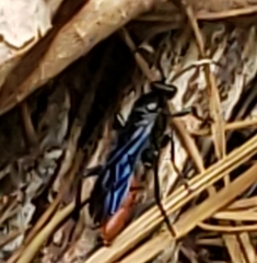 Protichneumon grandis