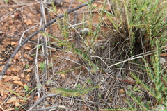 Phyllanthus virgatus