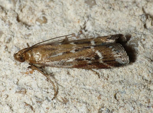 Pempeliella ornatella