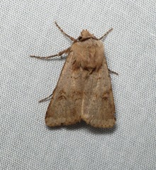 Agrotis cinerea