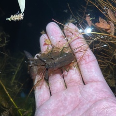 Laccotrephes japonensis
