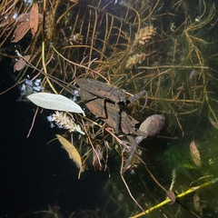 Laccotrephes japonensis