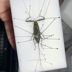 Laccotrephes japonensis