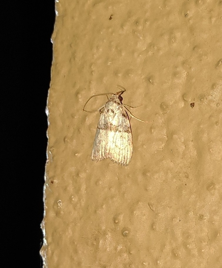 Meganola manoboides