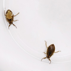 Appasus japonicus