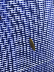 Hemerobius handschini