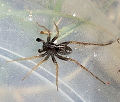 Pardosa monticola