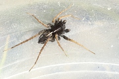 Pardosa monticola