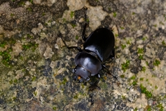 Neolucanus sinicus championi