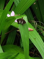 Notocrypta waigensis
