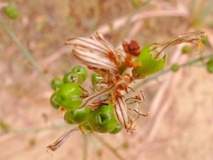 Asphodelus serotinus