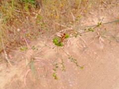 Asphodelus serotinus