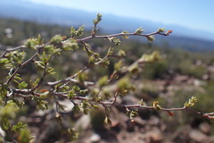 Cliffortia tuberculata