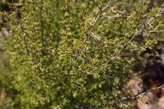 Cliffortia tuberculata