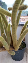 Brachycereus