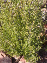 Cliffortia tuberculata