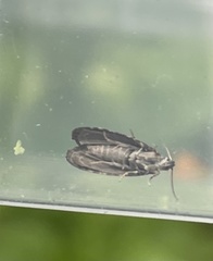 Endothenia marginana