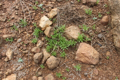 Centipeda thespidioides