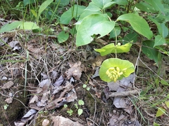 Lonicera hirsuta