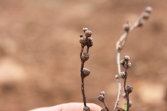 Centipeda thespidioides