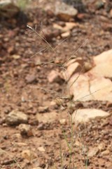 Eragrostis leptocarpa