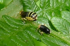 Ditropis pteridis
