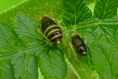 Ditropis pteridis