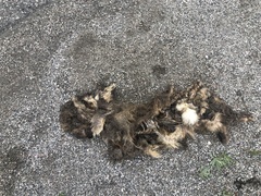 Vulpes vulpes deletrix