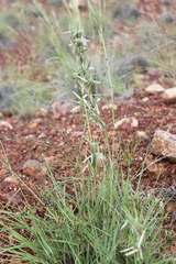 Cymbopogon obtectus