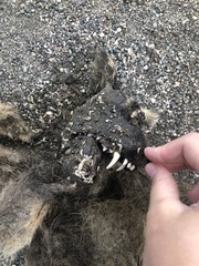 Vulpes vulpes deletrix