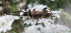 Stenopterus ater