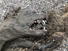 Vulpes vulpes deletrix