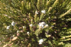 Phylica lanata