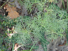 Artemisia alba