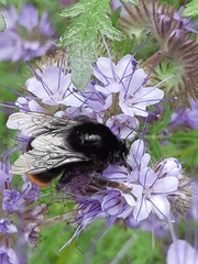 Bombus rupestris