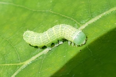 Orthosia cerasi