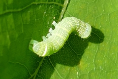 Orthosia cerasi