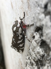 Arachnis dilecta