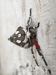 Arachnis dilecta