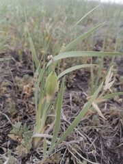 Iris glaucescens