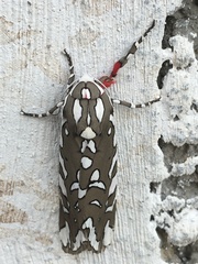 Arachnis dilecta