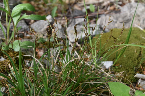 ostrica prstnatá (Carex digitata)
