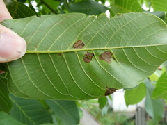 Chromaphis juglandicola