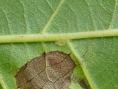 Chromaphis juglandicola