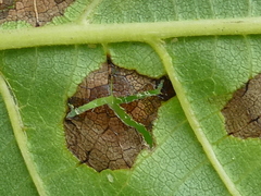 Chromaphis juglandicola