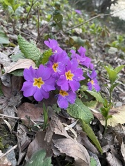 Primula vulgaris rubra
