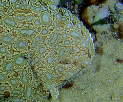 Synapturichthys kleinii