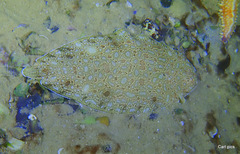 Synapturichthys kleinii